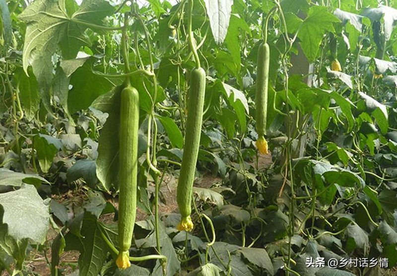 丝瓜整枝打叉_节瓜的种植方法_南瓜整枝打叉