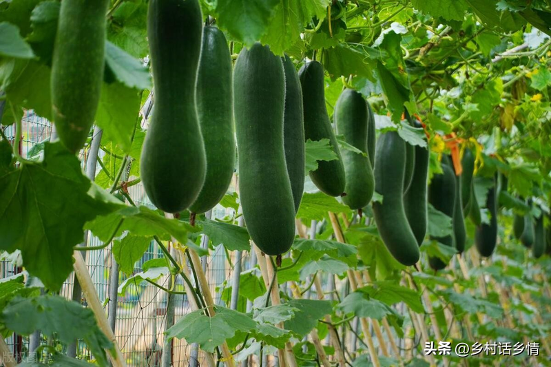 节瓜的种植方法_丝瓜整枝打叉_南瓜整枝打叉