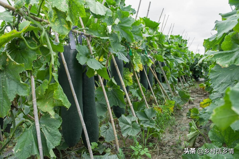 南瓜整枝打叉_丝瓜整枝打叉_节瓜的种植方法