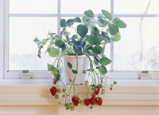 草莓籽怎么种植方法_种植草莓籽的方法步骤_种子种草莓的技巧和正确方式