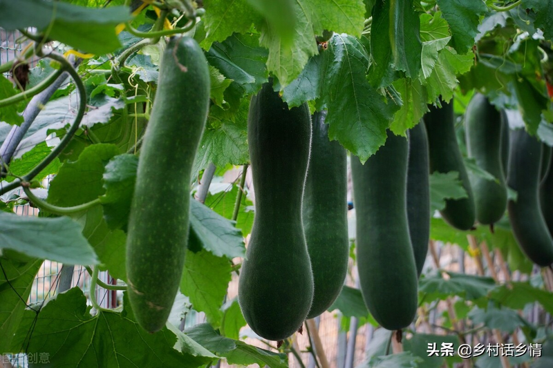 节瓜的种植方法_丝瓜整枝打叉技巧_西瓜整枝打叉方法