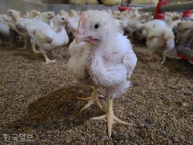 韩国物价飙升_韩国物价极高_韩国物价太高