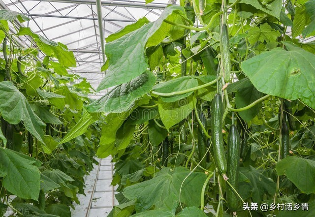 节瓜的种植方法_冬瓜整枝打叉技巧_南瓜整枝打顶方法