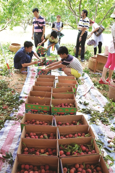 荔枝种植技术_种植荔枝技术与管理_种植荔枝技术要点