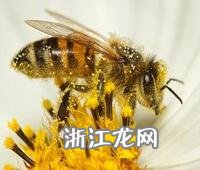 海底神殿位置坐标怎么找 《我的世界》海底神殿攻略大全