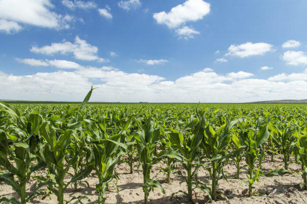 火龙果盆栽种植方法图片_红龙果黑籽盆栽种植_红龙果种子发芽方法