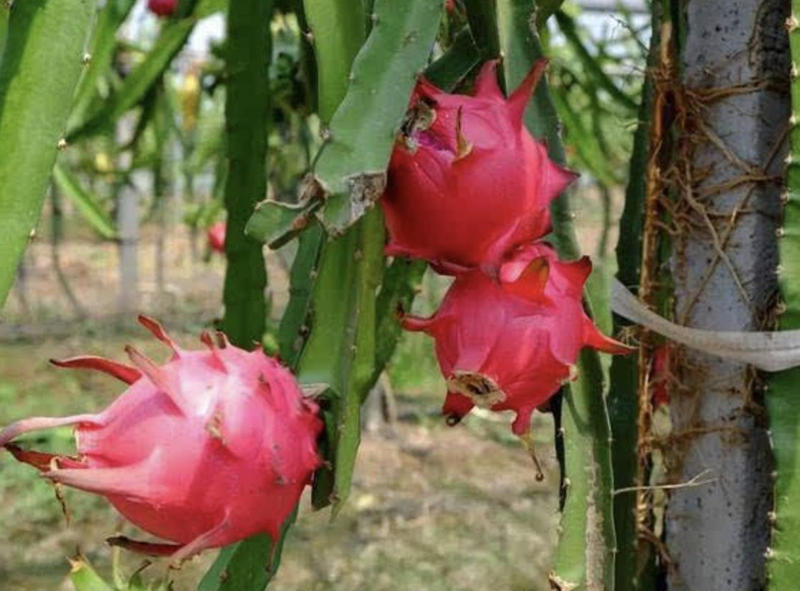火龙果盆栽种植方法图片_火龙果播种盆景_阳台播种果树
