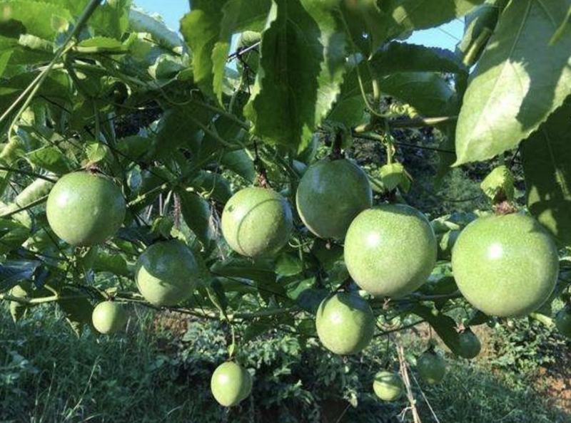 火龙果播种盆景_阳台播种果树_火龙果盆栽种植方法图片