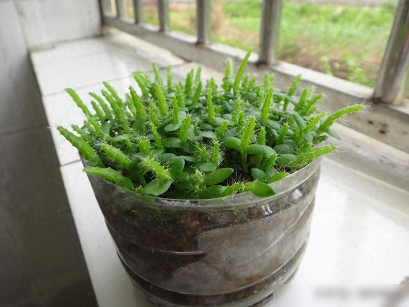 火龙果种子育苗方法_火龙果盆栽种植方法图片_火龙果发芽移植技巧