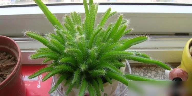 火龙果发芽移植技巧_火龙果盆栽种植方法图片_火龙果种子育苗方法