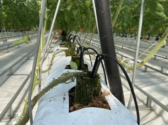 蕃茄种植技术_崇明农场番茄产业园_崇明智能温室番茄种植技术