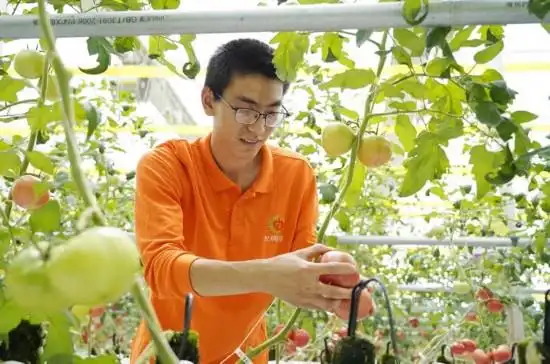 崇明农场番茄产业园_崇明智能温室番茄种植技术_蕃茄种植技术
