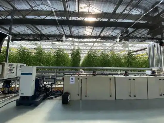 蕃茄种植技术_崇明农场番茄产业园_崇明智能温室番茄种植技术