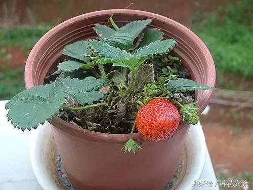 草莓盆栽养护技巧_盆栽水果结果少_火龙果盆栽种植方法图片
