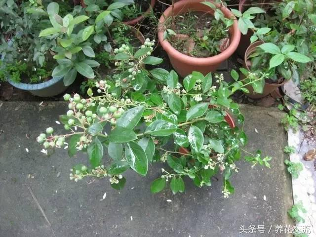 火龙果盆栽种植方法图片_草莓盆栽养护技巧_盆栽水果结果少