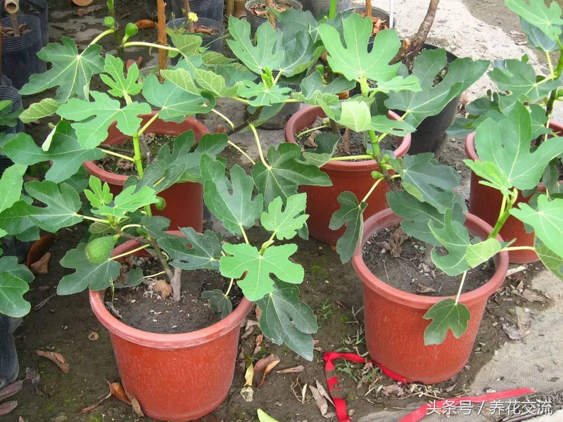 盆栽水果结果少_火龙果盆栽种植方法图片_草莓盆栽养护技巧