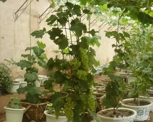 草莓盆栽养护技巧_盆栽水果结果少_火龙果盆栽种植方法图片