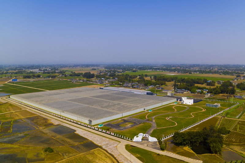 智能无土栽培玻璃温室番茄产量_玻璃温室无土栽培技术番茄种植_蕃茄种植技术