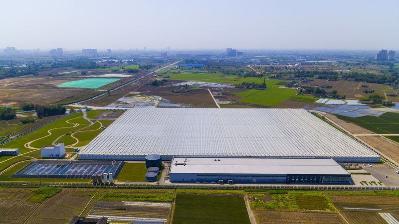 玻璃温室无土栽培技术番茄种植_蕃茄种植技术_智能无土栽培玻璃温室番茄产量