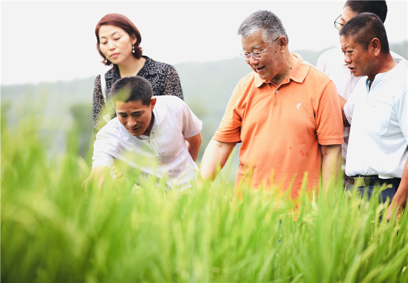 有机水稻的种植技术_赵亚夫 戴庄有机水稻 江苏绿色食品协会