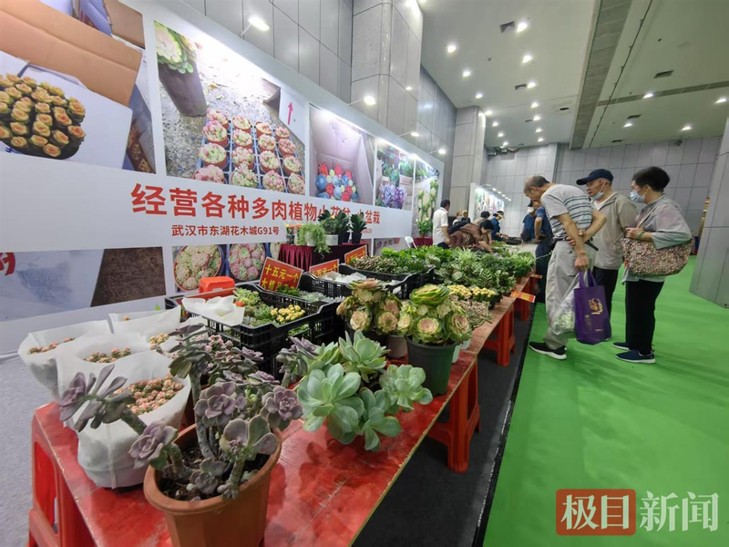 黄瓜水果种植技术视频_水果黄瓜种植技术_黄瓜水果种植技术与管理