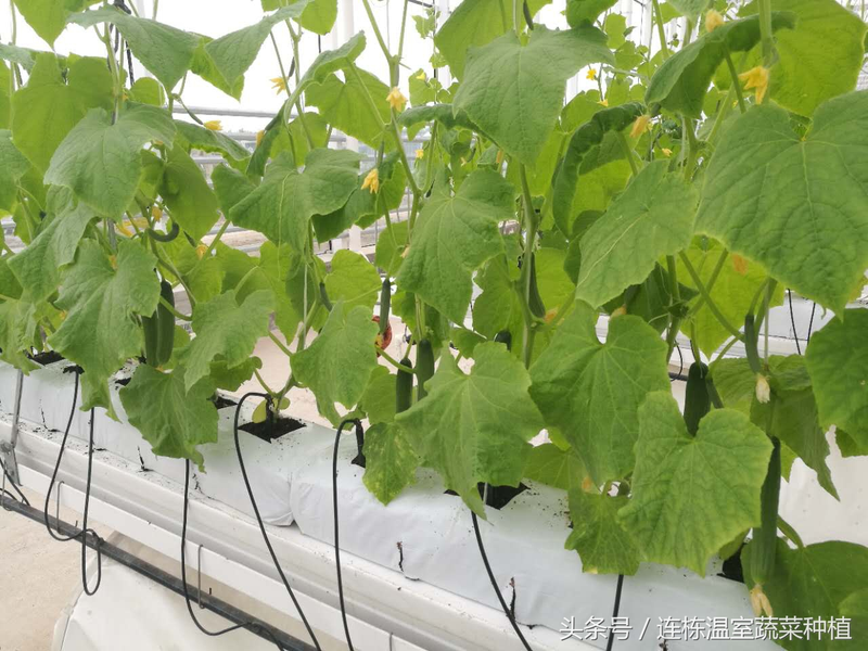 水果黄瓜种植技术_椰糠栽培黄瓜方法_荷兰水果黄瓜水培技术