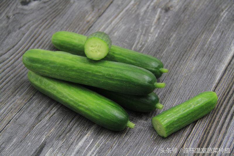 荷兰水果黄瓜水培技术_椰糠栽培黄瓜方法_水果黄瓜种植技术