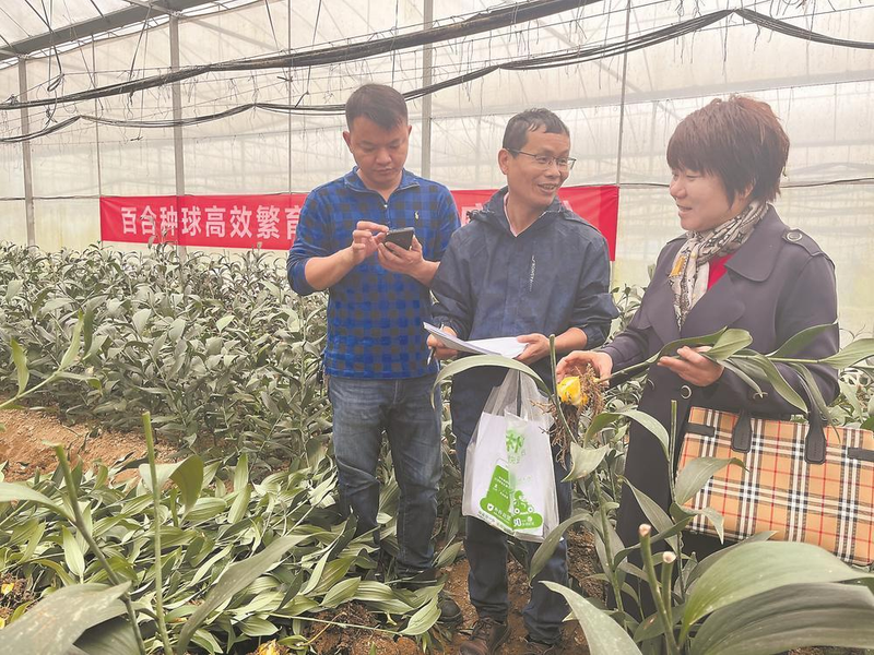 百合花种植时间及方法_百合花卉种植_百合花咋样种植