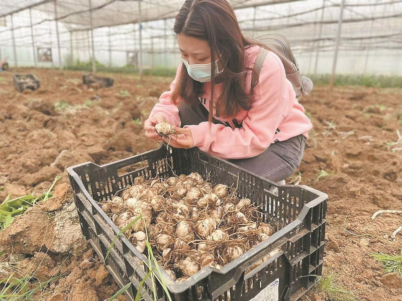 百合花咋样种植_百合花卉种植_百合花种植时间及方法
