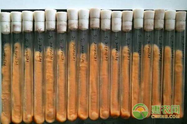 食用菌蘑菇种植技术_蘑菇食用菌是怎么种出来的_蘑菇种植食用菌技术与管理