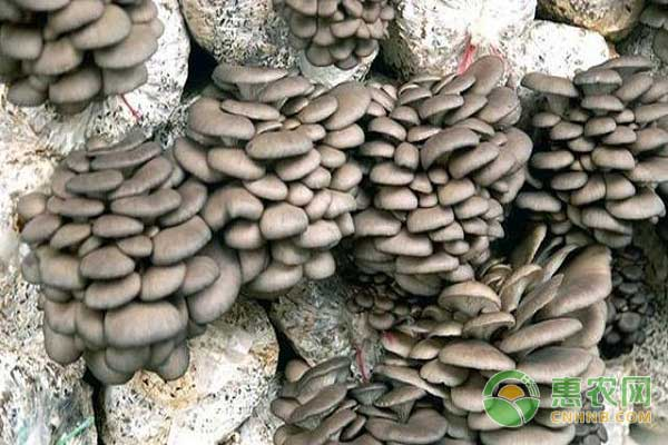 食用菌夏季栽培技术注意事项之科学育菌