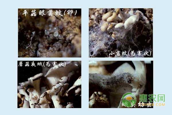 食用菌夏季栽培技术注意事项之病虫防害