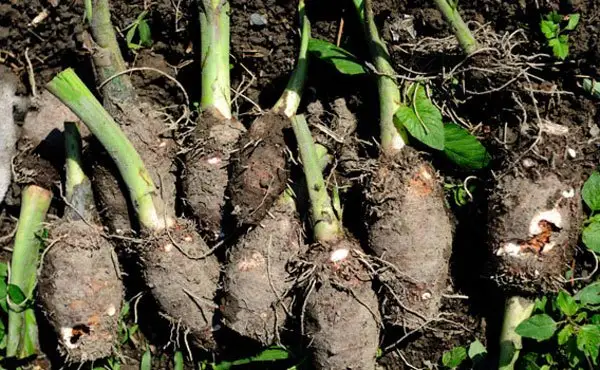 芋头的种植时间和方法_芋头优质高产栽培技术_芋头种植方法与技巧