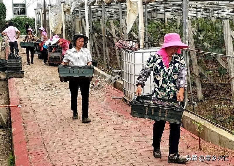 兴仁市马家屯葡萄基地_茉莉香葡萄大棚种植技术_马家屯生态茉莉香葡萄