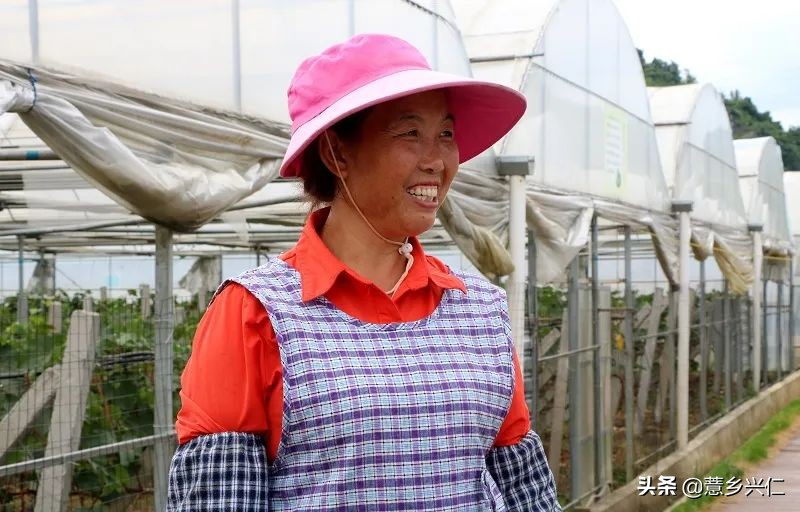 茉莉香葡萄大棚种植技术_兴仁市马家屯葡萄基地_马家屯生态茉莉香葡萄