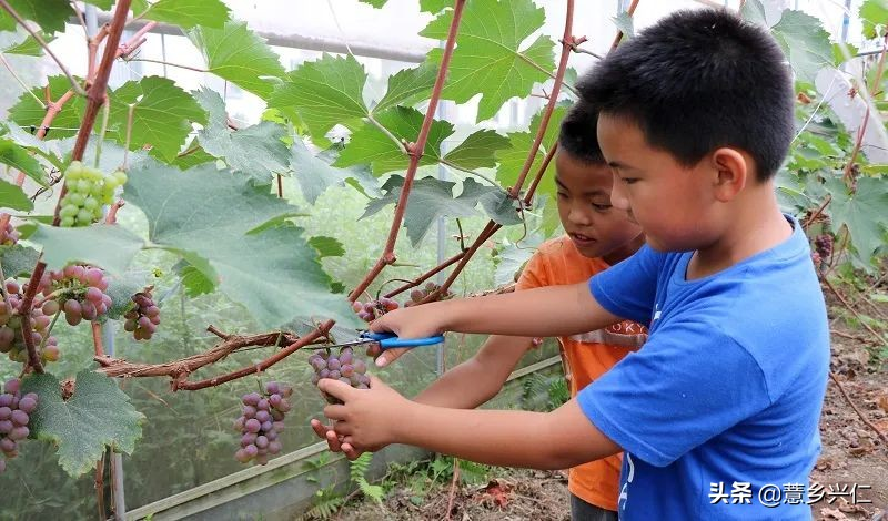 兴仁市马家屯葡萄基地_马家屯生态茉莉香葡萄_茉莉香葡萄大棚种植技术
