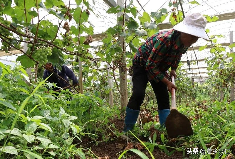 兴仁市马家屯葡萄基地_马家屯生态茉莉香葡萄_茉莉香葡萄大棚种植技术