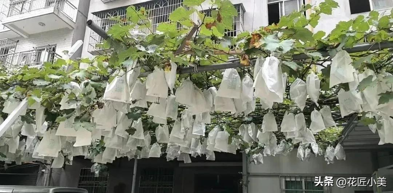 茉莉香葡萄大棚种植技术_适合阳台的葡萄品种_葡萄种植方法