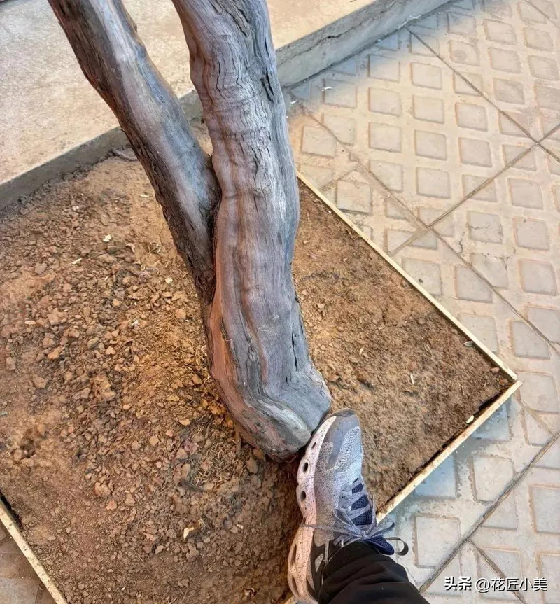 葡萄种植方法_适合阳台的葡萄品种_茉莉香葡萄大棚种植技术