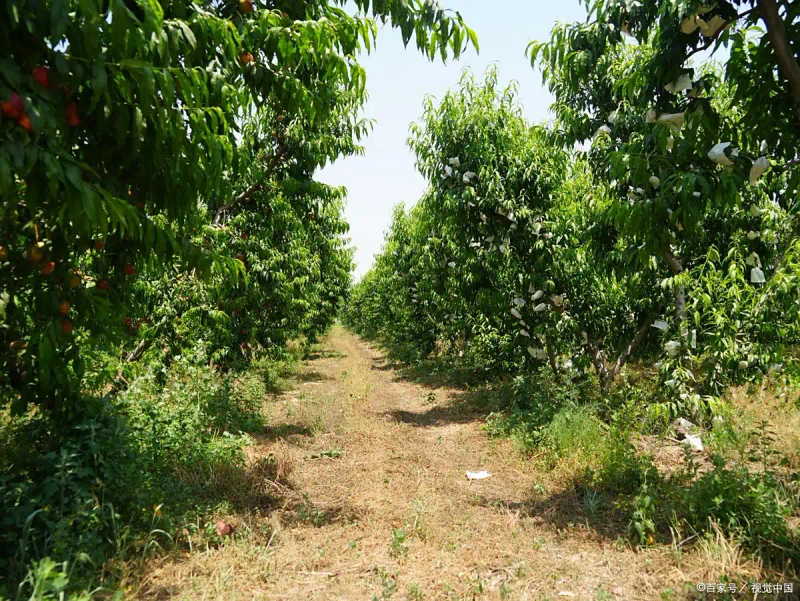 枣树科学种植技术_枣树种植方法_枣树栽植步骤与管理