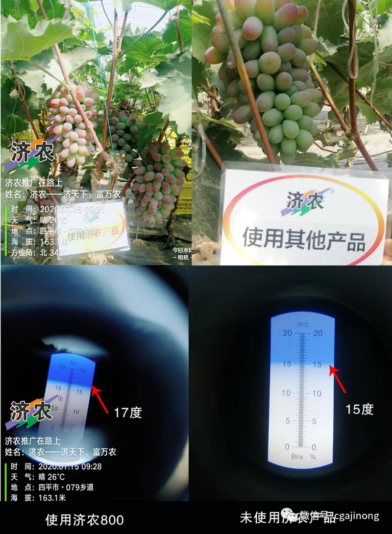 济农800葡萄种植效果_茉莉香葡萄济农800_茉莉香葡萄大棚种植技术