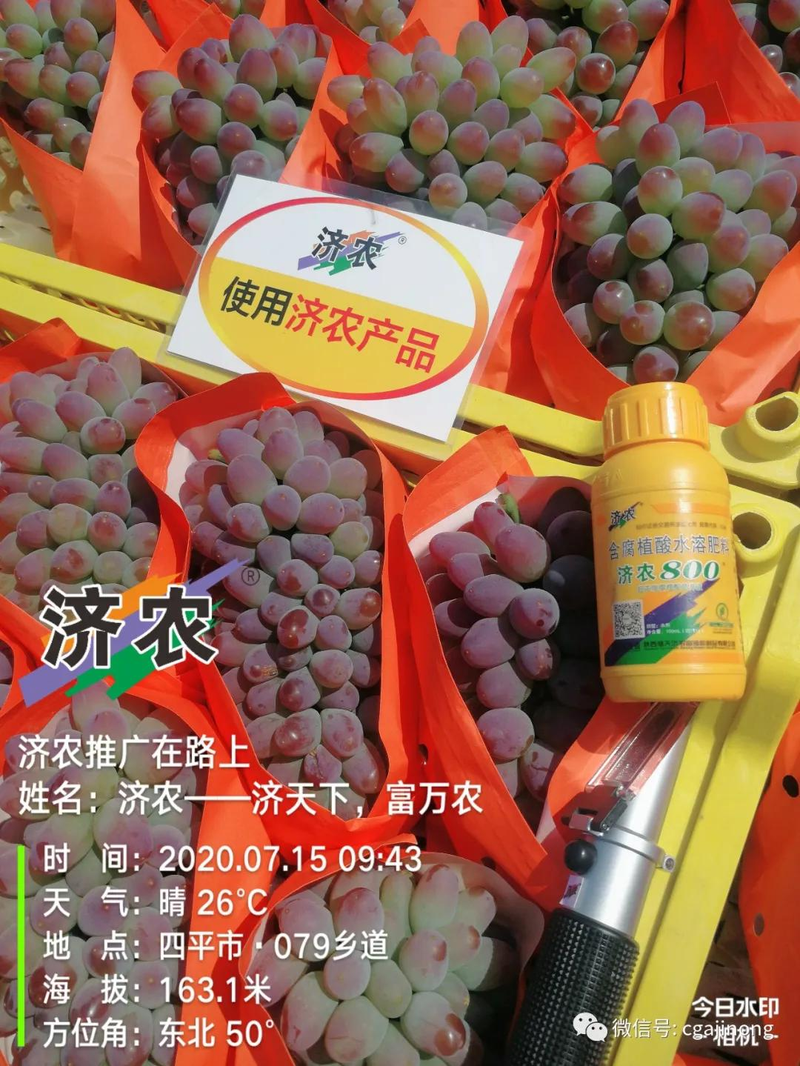 茉莉香葡萄济农800_茉莉香葡萄大棚种植技术_济农800葡萄种植效果