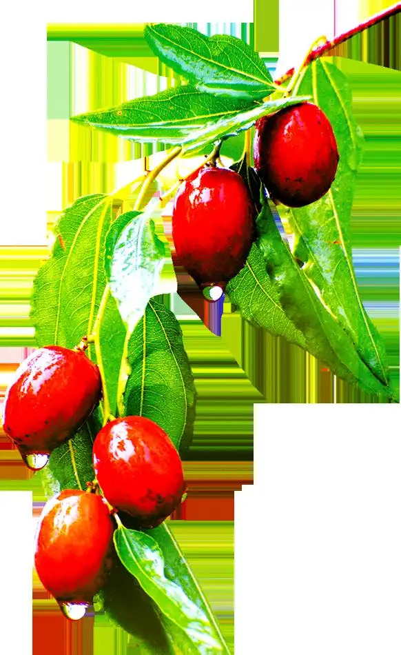 枣树种植方法_枣树种植准备_枣树繁殖方法