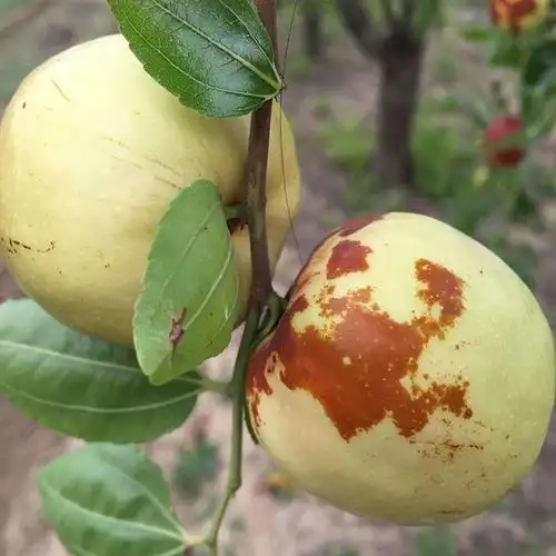 枣树种植准备_枣树种植方法_枣树繁殖方法