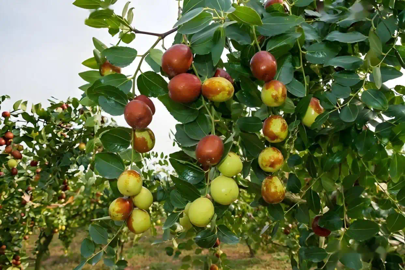 枣树种植方法_枣树种植时间方法_枣树种植后多久结果