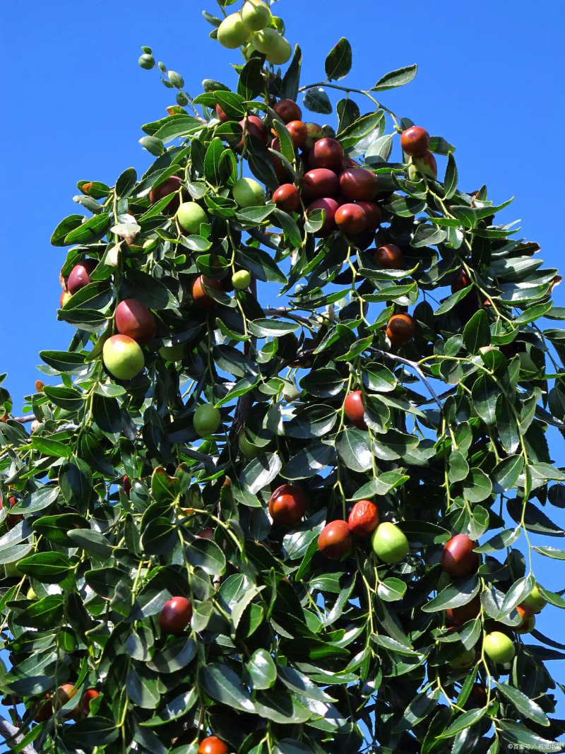 枣树种植方法_枣树种植方法_枣树种植技术