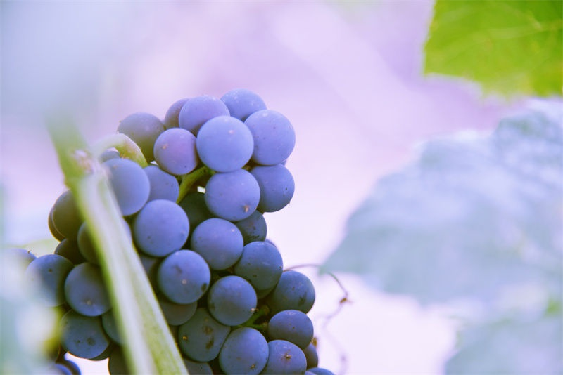 茉莉香葡萄大棚种植技术_富硒葡萄品质提升策略_北大荒特色葡萄种植基地