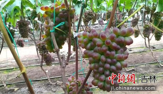 公主岭市南崴子街道棚膜经济_茉莉香葡萄大棚种植技术_茉莉香葡萄种植基地