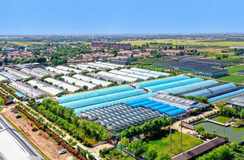 北方大棚蔬菜种植技术_诸城寿光农业发展经验_潍坊农业产业化模式