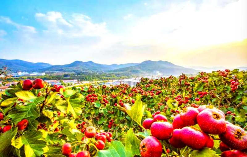 诸城寿光农业发展经验_潍坊农业产业化模式_北方大棚蔬菜种植技术